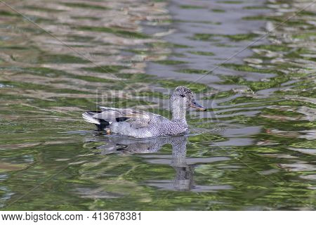 Wild Ducks On The Green Water Of The Pond