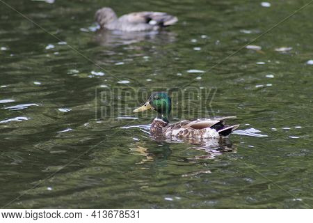 Wild Ducks On The Green Water Of The Pond