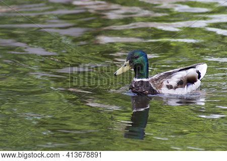 Wild Ducks On The Green Water Of The Pond