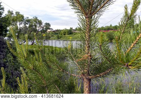 Pine Branch Against The Background Of The Lake On A Summer Day