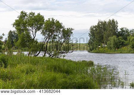 A group of trees on the shore of a lake on a summer day