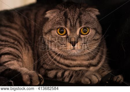 Scotish Fold Portrait At The Veterinary Clinic