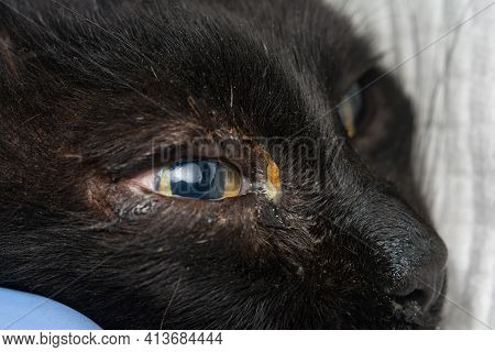 Adult Cat With Herpesvirus Infection And Purulent Conjunctivitis