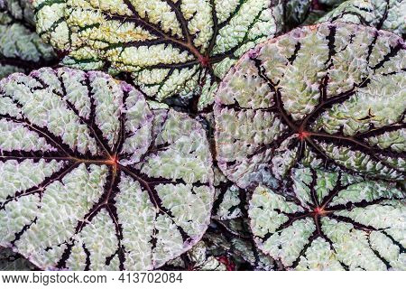 Close-up Of Green-red-black Royal Begonia Rex Plant. Macro Photography Of Lively Nature.