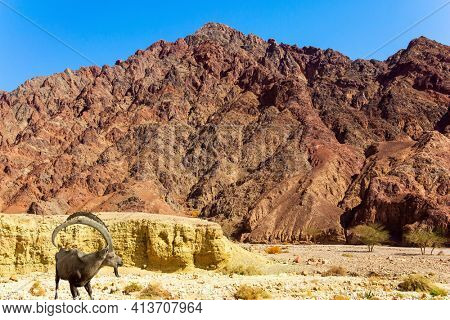 Wild Nubian Mountain Image & Photo (Free Trial) | Bigstock
