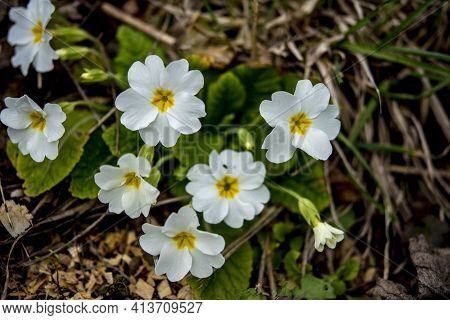 Purple And Yellow Primroses In Bloom And Leaves.primroses In Spring.