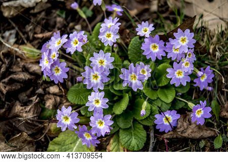 Purple And Yellow Primroses In Bloom And Leaves.primroses In Spring.