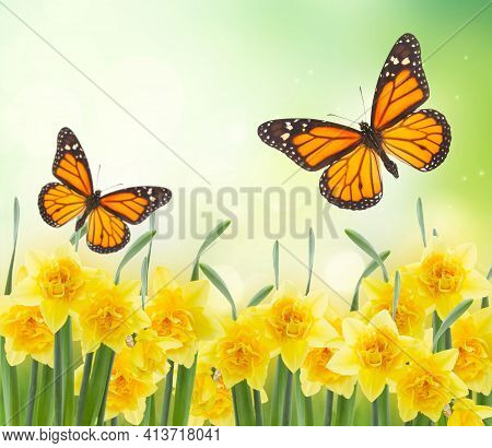 Spring Narcissus Row In Garden On Green Bokeh Background With Betterfly, Spring Garden Scene