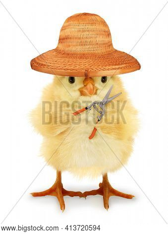 Cute chick fruit grower is holding pruning shear seasonal work funny conceptual photo 