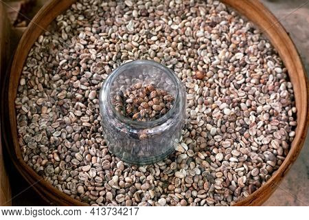 Washed and unwashed coffee beans (Kopi Luwak) at Luwak coffee farm, Kintamani, Bali, Indonesia
