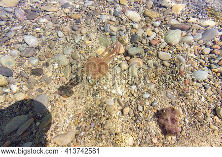 A Jellyfish In A Beach Of Ibiza (spain)
