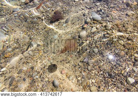 A Jellyfish In A Beach Of Ibiza (spain)