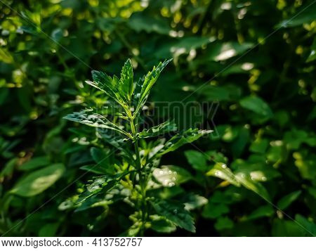 Artemisia Argyi, Commonly Known As Silvery Wormwood, Is A Herbaceous Perennial Plant With A Creeping