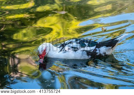 White And Black Duck With Red Head, The Muscovy Duck, Swims In The Pond. The Muscovy Duck, Lat. Cair