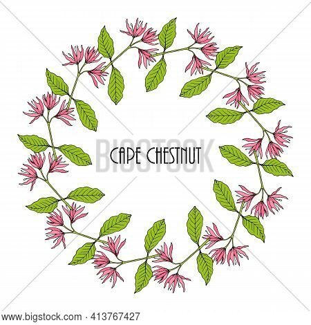 Greeting Card Template With Round Frame Wreath Of Cape Chestnut Calodendrum Capense , Vector Illustr