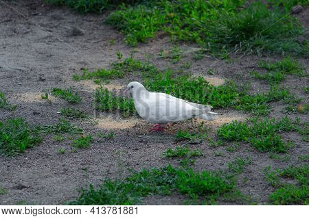 Beautiful White Dove In Pakra Eating Grain