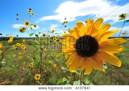 Girasol