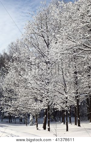 Park BÃ¤ume nach einem Schneefall.
