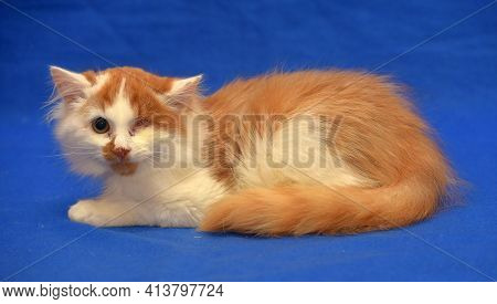 Small Red And White Kitten One-eyed Disabled