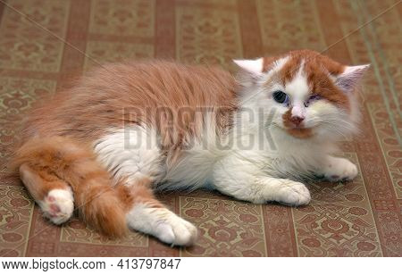 Small Red And White Kitten One-eyed Disabled