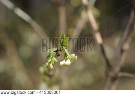 Winter Flowering Honeysuckle Flower Buds - Latin Name - Lonicera Fragrantissima