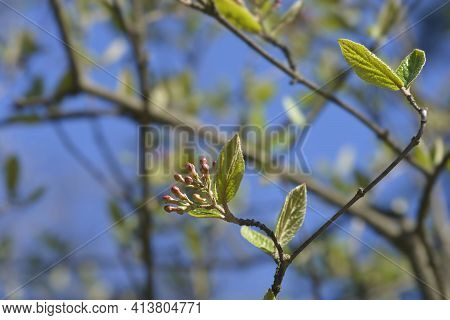 Burkwood Viburnum Branch With Flower Buds - Latin Name - Viburnum X Burkwoodii
