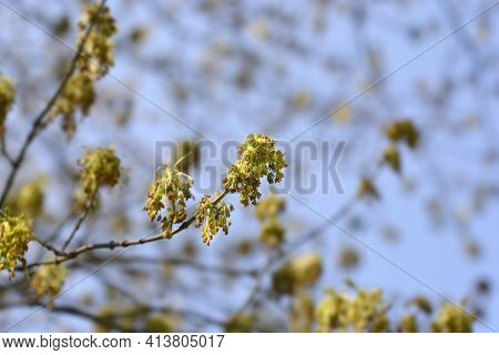 Boxelder Maple Flowers - Latin Name - Acer Negundo