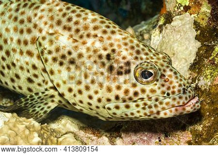 Coral Grouper, Cephalopholis sp., Coral Reef, Red Sea, Egypt