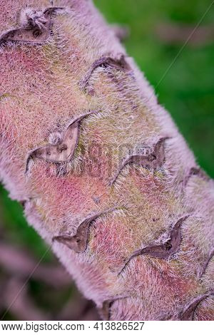 Unusual Echium Pininana Plant In The Garden, London, Uk.