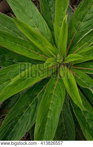 Unusual Echium Pininana Flowering Plant In The Garden, London, Uk.