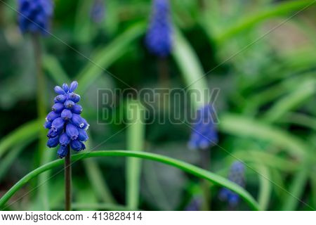 Muscari Neglectum, Grape Hyacinth Beautiful Blue Flower