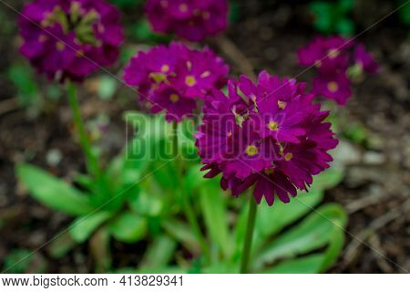 Anchusa Undulata Purple Flower With Hairy Leaves And Stems
