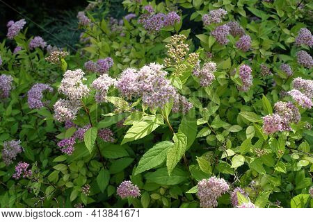Upright Branch Of Blossoming Korean Spiraea In June