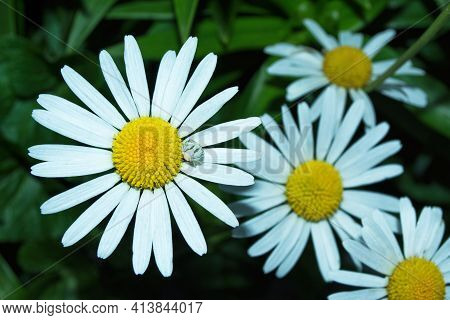 White Flower And Spider Close Up. Garden Chamomile Or Nivyanik Or Ox-eye Daisy (latin: Leucanthemum)