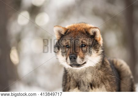 Profile Portrait Of An Shikoku Puppy In Winter. Shikoku Ken Puppy. Kochi-ken Dog