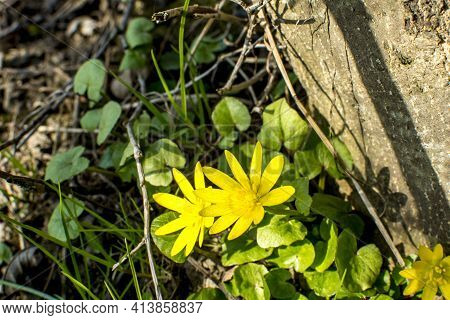 Spring Flower Lesser Celandine (ficaria Verna) In A Nature
