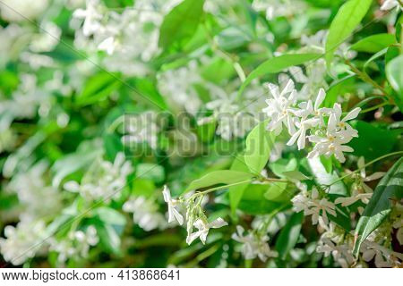 Trachelospermum jasminoides with white flowers