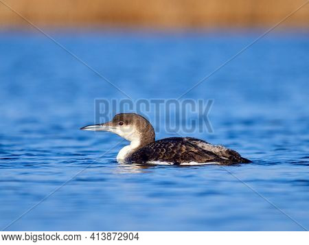 Black-throated diver (Gavia arctica) in natural habitat