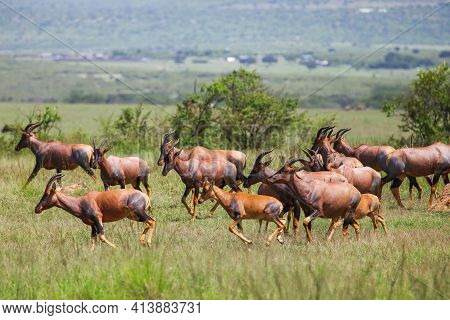 Herd Of The Antelopes Topi (damaliscus Lunatus Jimela) In A Green African Bush