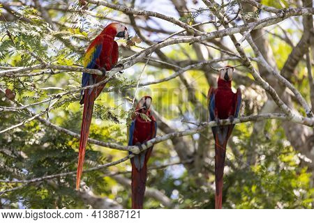 Tree Red Parrots On A Tree During A Rest On A Tropical Tree On Their Natural Habitat, Osa, Ara Penin