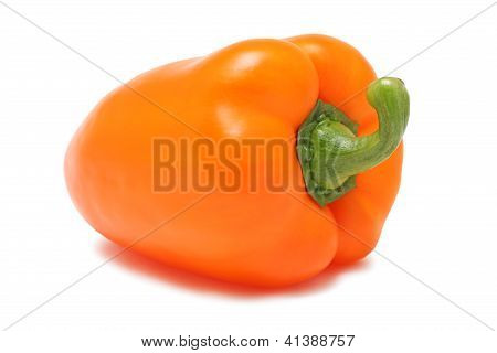 Orange bulgarische Perrer (isoliert)