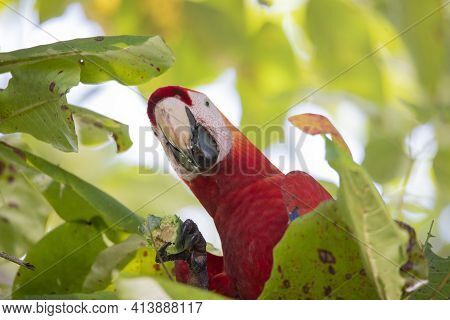 Portrait Of A Beautiful Big Red Parrot During Its Meal In A Natural Tropical Habitat, Osa, Costa Ric