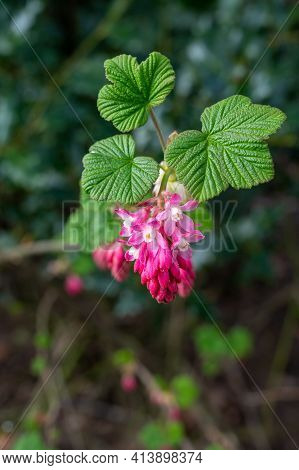 Spring Blossom Of Pink Ribes Sanguineum, Flowering Currant, Redflower Currant Plant