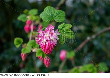 Spring Blossom Of Pink Ribes Sanguineum, Flowering Currant, Redflower Currant Plant