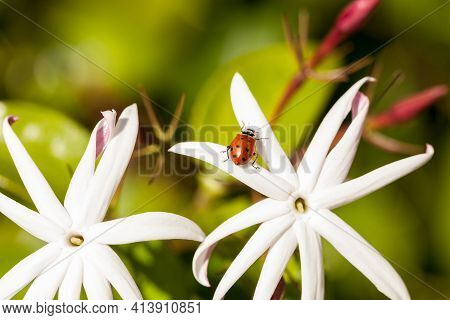 White Night Jasmine Flower With A Convergent Lady Beetle Also Called The Ladybug Hippodamia Converge