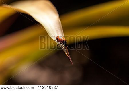 Spotted Convergent Lady Beetle Also Called The Ladybug Hippodamia Convergens On A Green Leaf