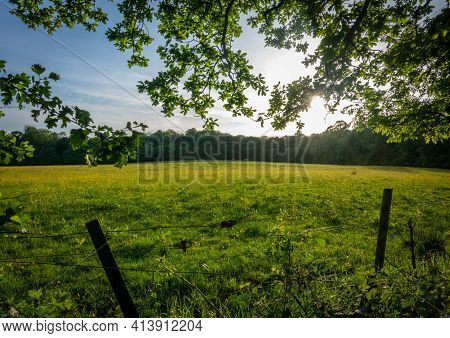 A Summer Meadow Framed By Tree Branches In The Foreground
