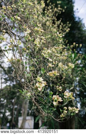 Fresh Blooming Flowers On Branch Of Cornus Or Dogwoods In Park, Woody Plants In The Family Cornaceae