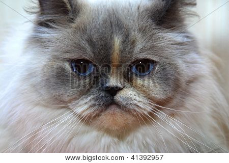 Persiano Longhair