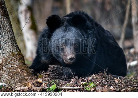 Asiatic Black Bear (ursus Thibetanus) In Spring Forest